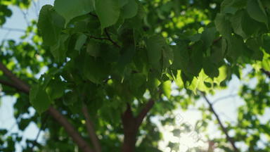 绿色树叶摇摆风和平蓝色的天空树树叶视图太阳